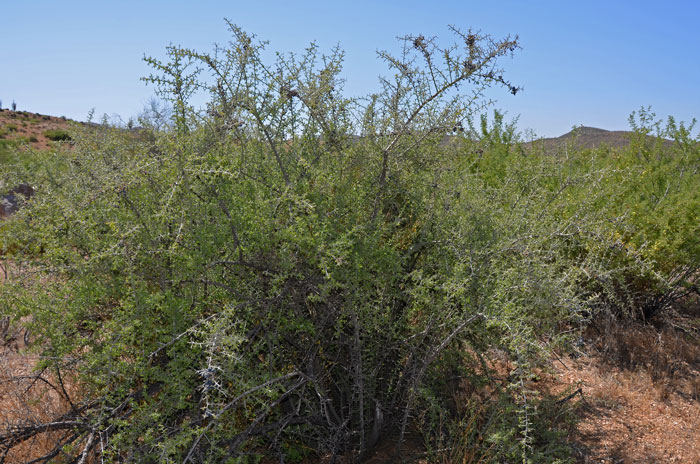 Ziziphus obtusifolia, Lotebush